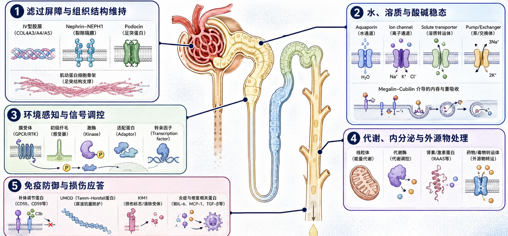 肾脏蛋白质机器系统:滤过屏障、水溶质酸碱稳态、环境感知、代谢和免疫损伤应答