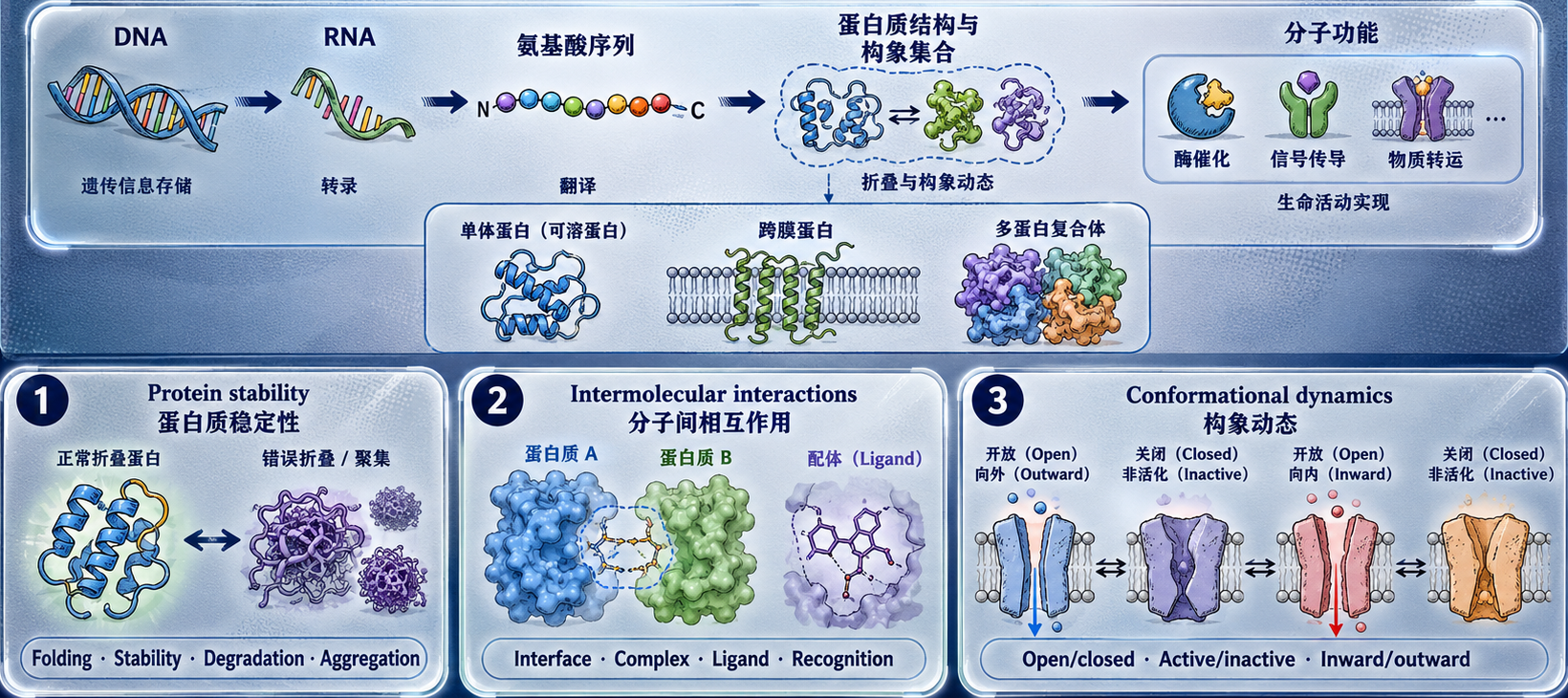 序列决定结构、结构决定功能:从 DNA、RNA、氨基酸序列到蛋白质结构和分子功能